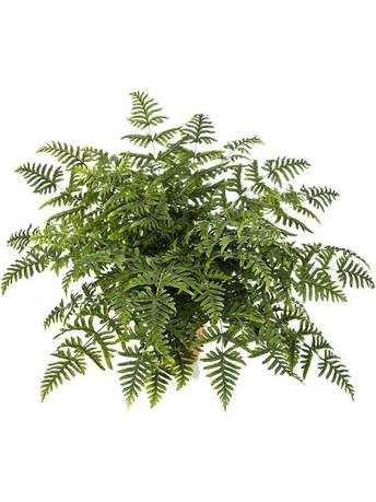  Athyrium, 45 , 40100 