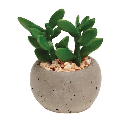    Succulent Pot Plant, 68.5 , 