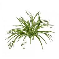 Treez  Sensitive Botanic   , 4560 , -